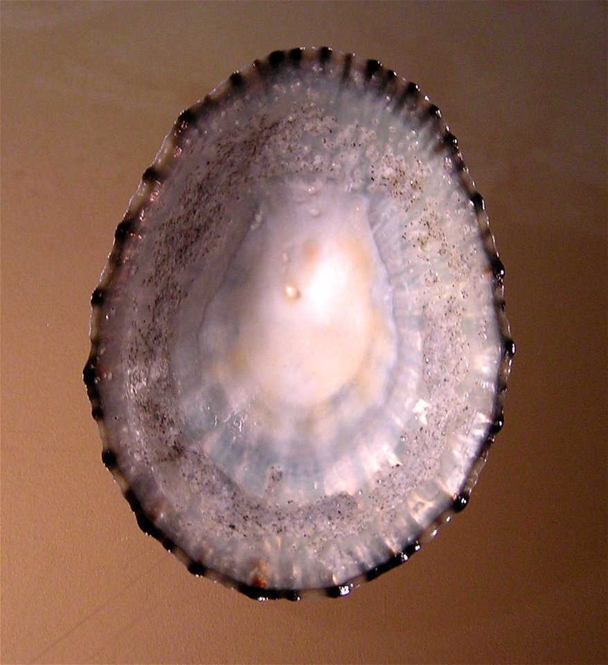 Cellana radians perana Iredale, 1915;a keyhole limpet from the family Fissurellidae; New Zealand