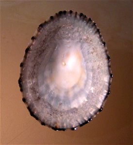 Cellana radians perana Iredale, 1915;a keyhole limpet from the family Fissurellidae; New Zealand