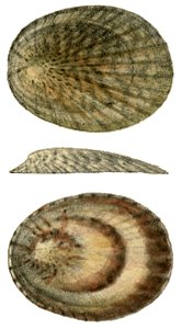 Drawing of the shell of Cellana radians, synonym: Patella radians. Dorsal (apical) view, lateral view (left side) and ventral (apertural) view. Head region is on the left.