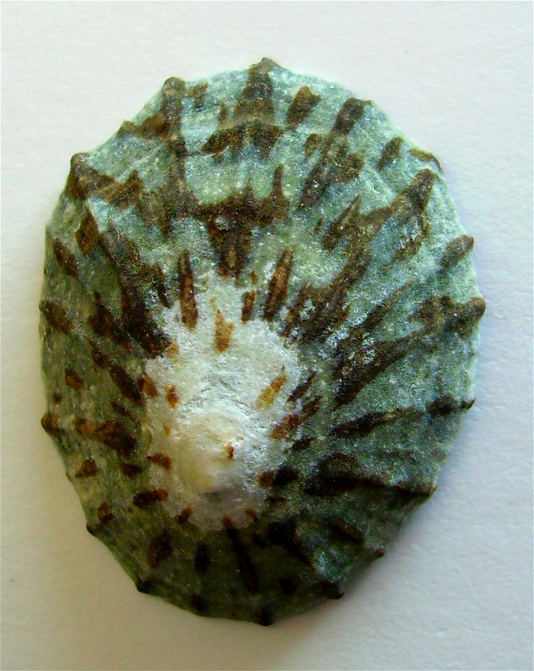 Cellana radians from Coromandel, New Zealand.




Public domainPublic domainfalsefalse





This work has been released into the  by its author, Graham Bould. This applies worldwide.In some countries 