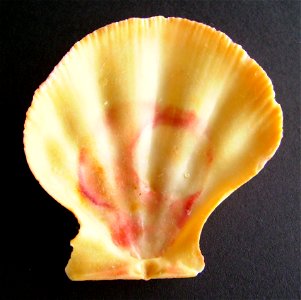 Mesopeplum convexum (inside) dredged from north of Pakiri, Auckland, New Zealand.




Public domainPublic domainfalsefalse





This work has been released into the  by its author, Graham Bould. This 
