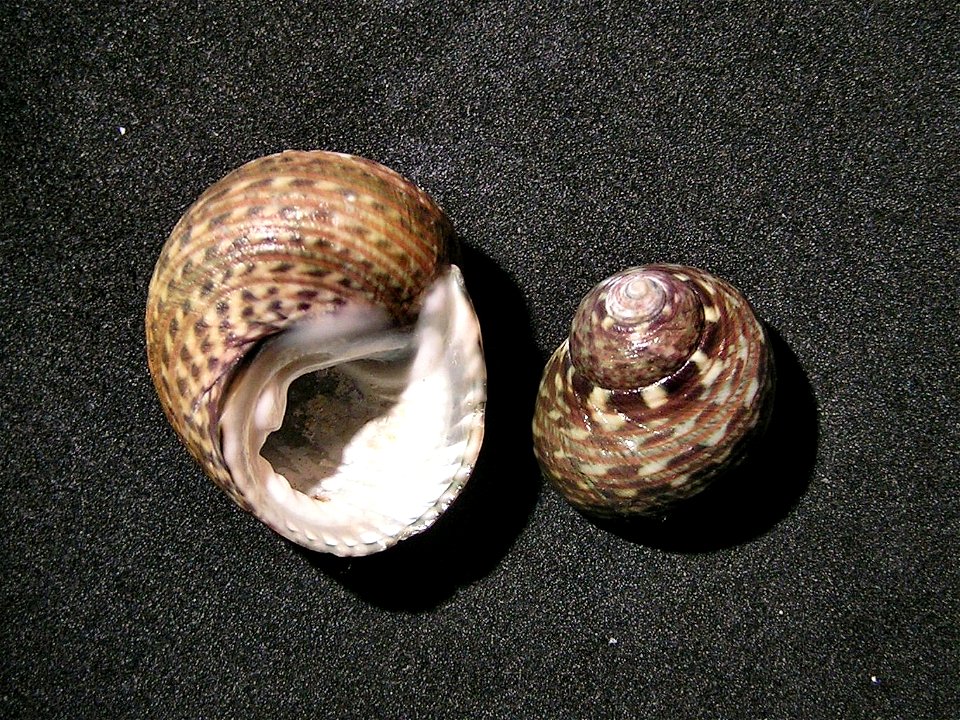 Monodonta vermiculata (P. Fischer, 1874) , a top snail in the family Trochidae; Kuwait