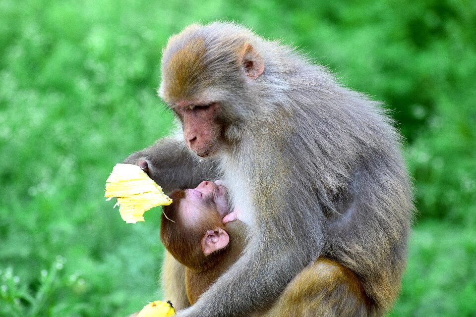 Cute mammal nature