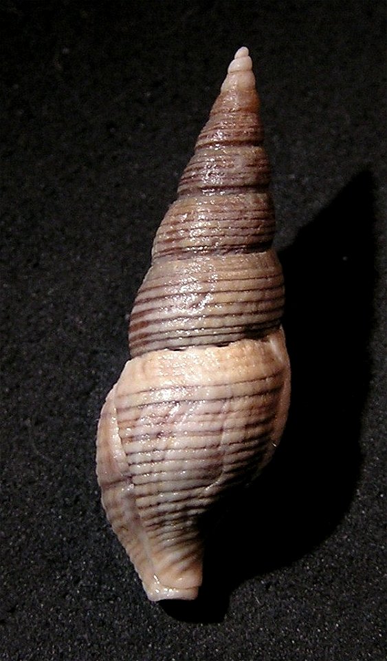 Ophiodermella inermis (Reeve, 1843) ; Alaska
