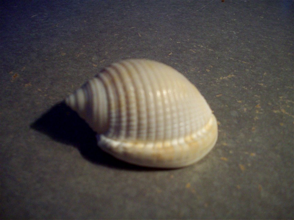 A picture of the scotch bonnet (just the shell).
