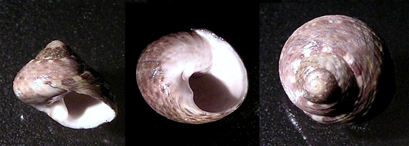 Phorcus mutabilis (Philippi, 1846) , a top snail from the family Trochidae; Croatia