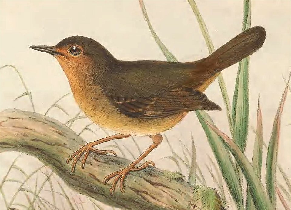 Sericornis arfakiana (=Sericornis arfakianus) in The birds of New Guinea and the adjacent Papuan islands, including many new species recently discovered in Australia. v.3 (Plate 6).