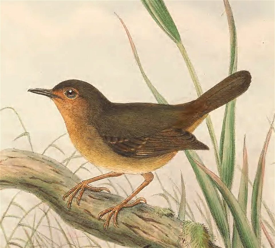 Sericornis arfakiana (=Sericornis arfakianus) in The birds of New Guinea and the adjacent Papuan islands, including many new species recently discovered in Australia. v.3 (Plate 6).