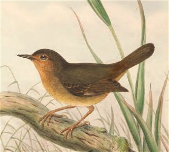 Sericornis arfakiana (=Sericornis arfakianus) in The birds of New Guinea and the adjacent Papuan islands, including many new species recently discovered in Australia. v.3 (Plate 6).