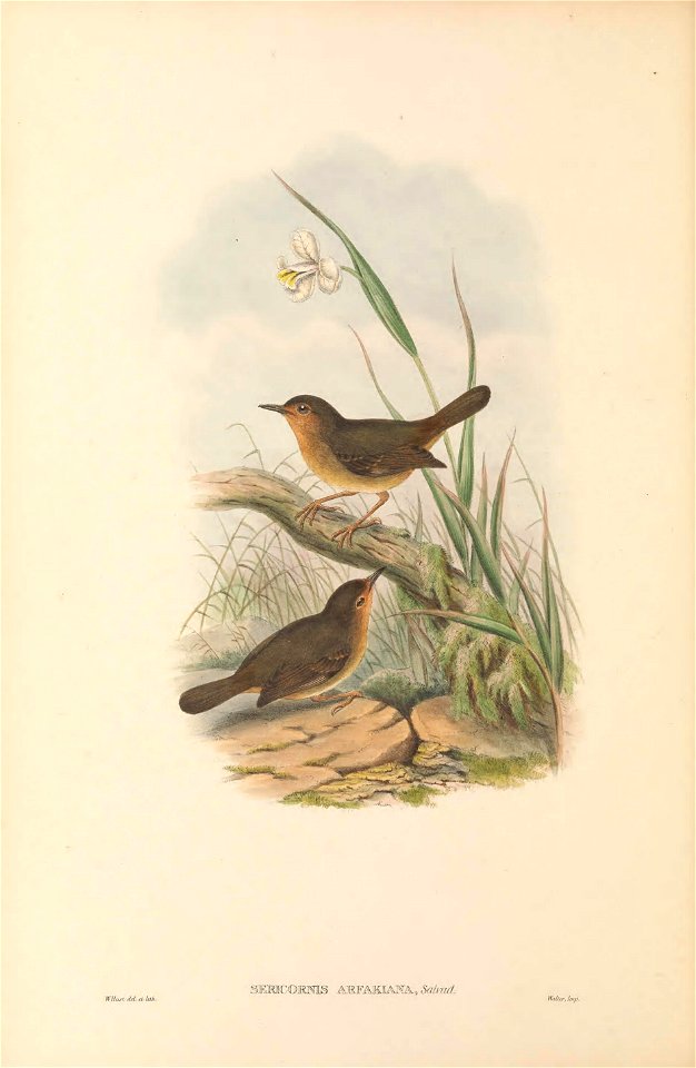 Sericornis arfakiana (=Sericornis arfakianus) in The birds of New Guinea and the adjacent Papuan islands, including many new species recently discovered in Australia. v.3 (Plate 6).