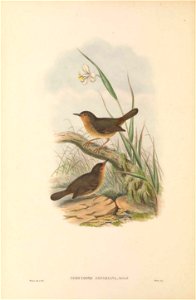 Sericornis arfakiana (=Sericornis arfakianus) in The birds of New Guinea and the adjacent Papuan islands, including many new species recently discovered in Australia. v.3 (Plate 6).