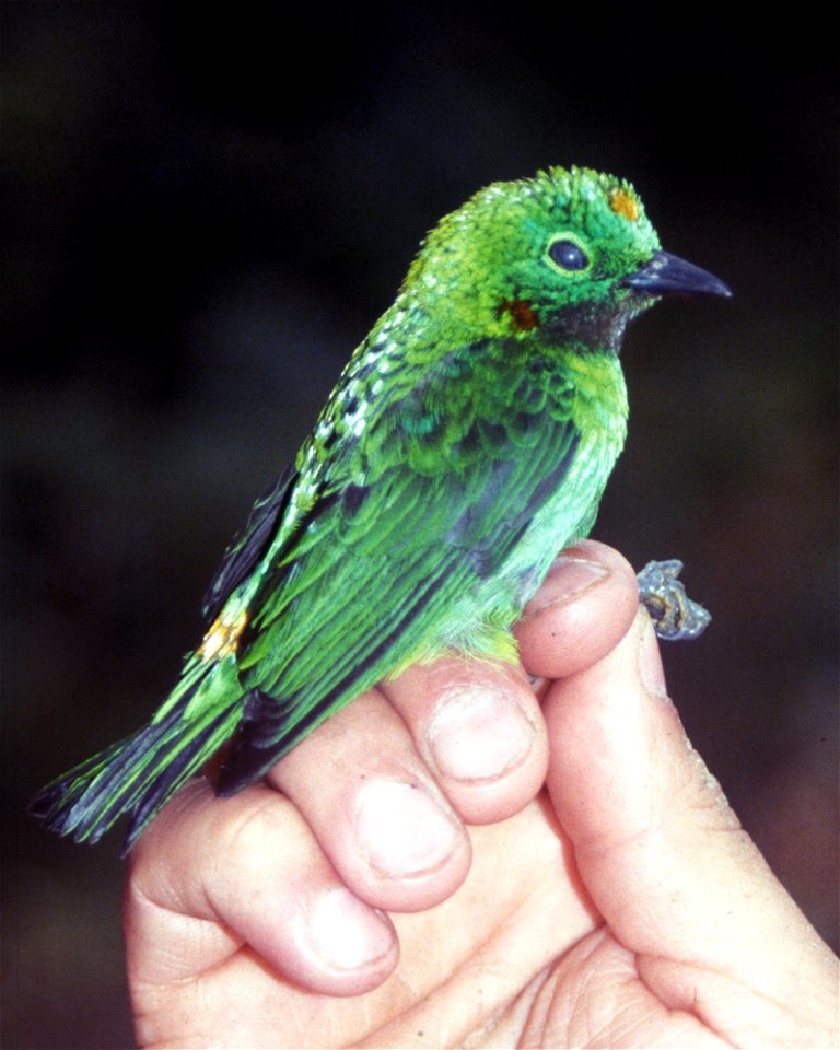 Orange-eared Tanager (Chlorochrysa calliparaea). Male from Cordillera del Cóndor, Ecuador.
