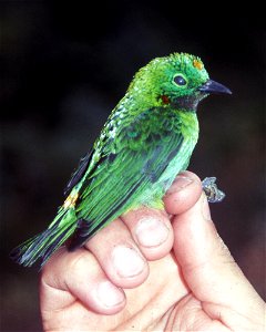 Orange-eared Tanager (Chlorochrysa calliparaea). Male from Cordillera del Cóndor, Ecuador.