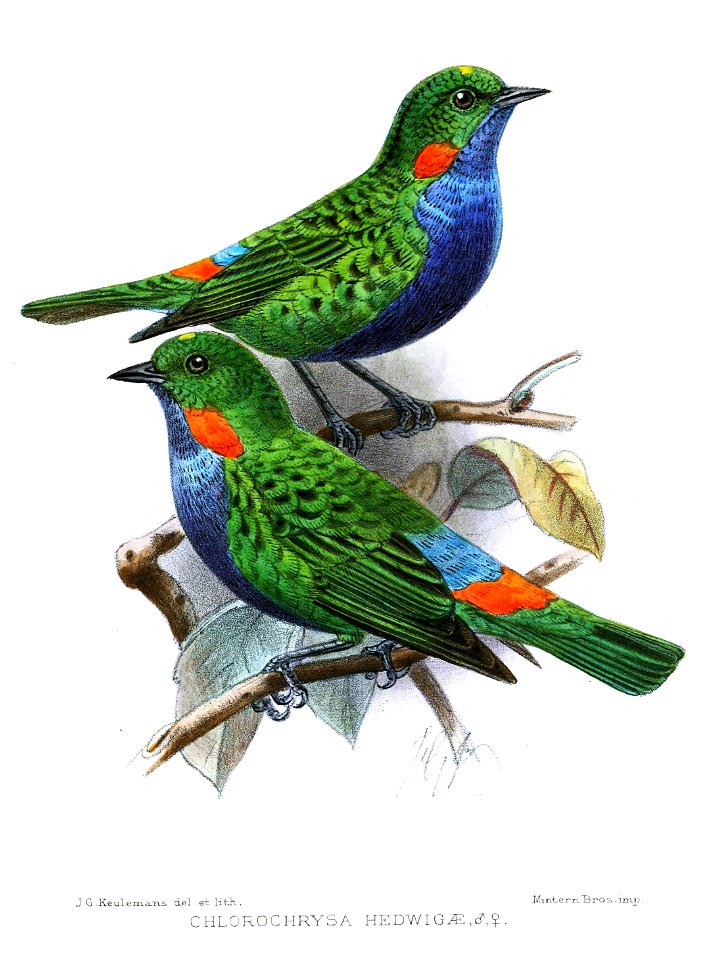 Chlorochrysa hedwigae=Chlorochrysa calliparaea fulgentissima