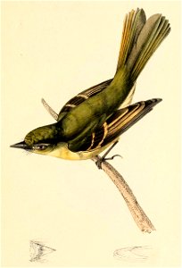 Tyrannula megacephala = Ramphotrigon megacephalum (Large-headed Flatbill)