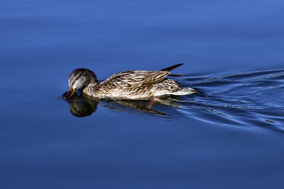 Wildlife lake outdoors