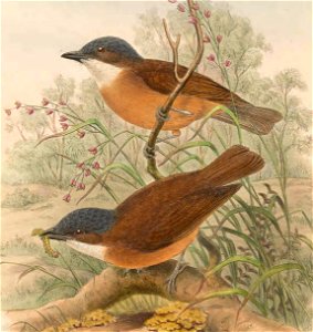 Pachycephala hyperythra in The birds of New Guinea and the adjacent Papuan islands, including many new species recently discovered in Australia. v.3 (Plate 21).
