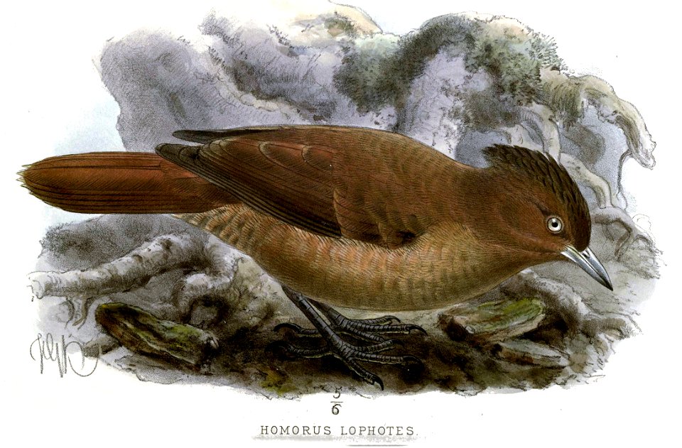 Pseudoseisura lophotes