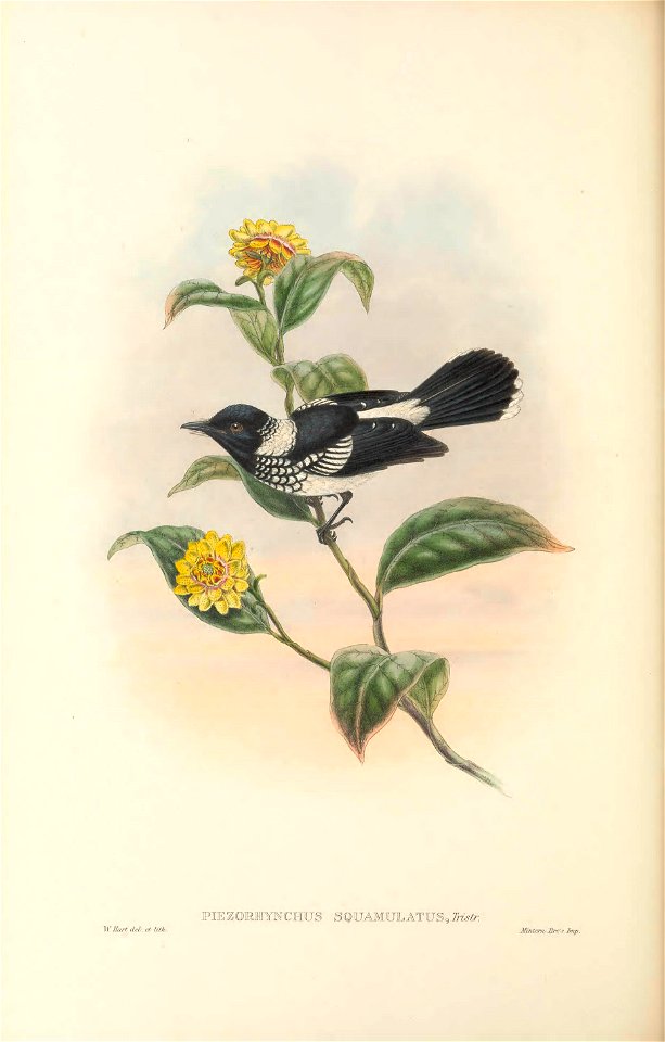 Piezorhynchus squamulatus = Symposiachrus vidua squamulatus - The birds of New Guinea and the adjacent Papuan islands : including many new species recently discovered in Australia. v.2 (Plate 49)
