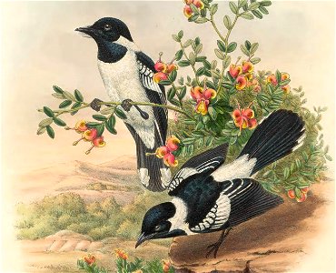 Piezorhynchus vidua = Symposiachrus vidua - The birds of New Guinea and the adjacent Papuan islands : including many new species recently discovered in Australia. v.2 (Plate 48).