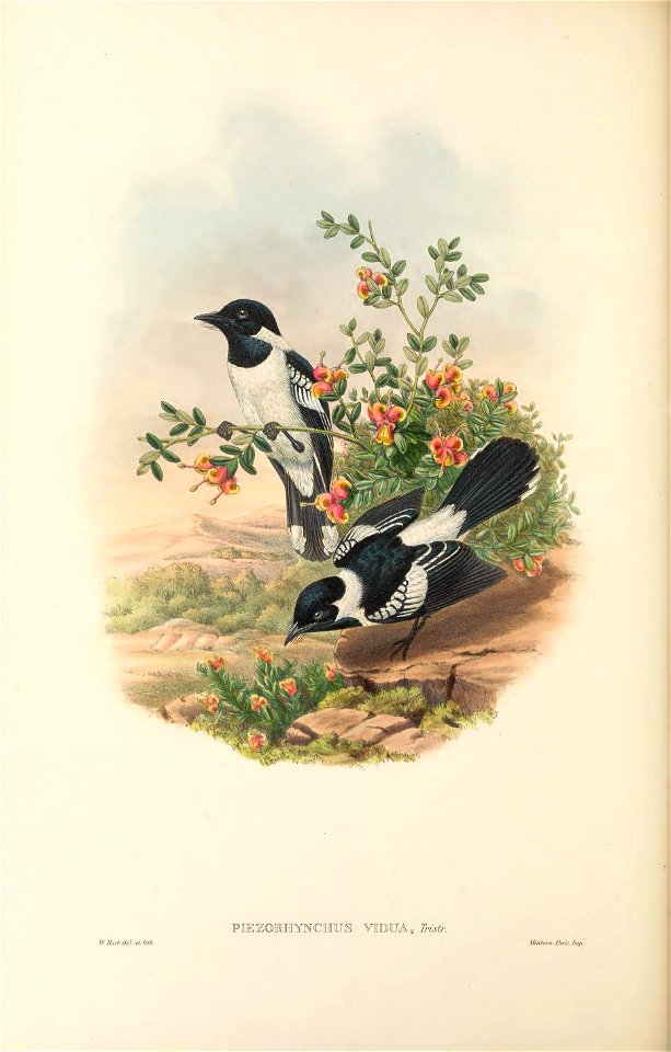 Piezorhynchus vidua = Symposiachrus vidua - The birds of New Guinea and the adjacent Papuan islands : including many new species recently discovered in Australia. v.2 (Plate 48).