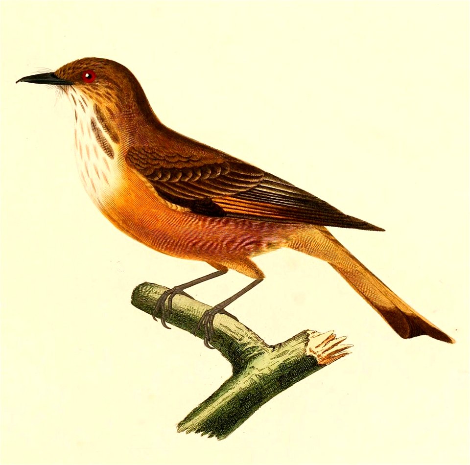 English:  « Tyrannus rufiventris » = Myiotheretes striaticollis (Streak-throated Bush Tyrant)Français :  « Tyrannus rufiventris » = Myiotheretes striaticol