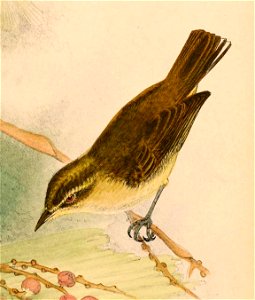 « Cryptolopha sarasinorum » = Phylloscopus sarasinorum sarasinorum (Subspecies of Sulawesi Leaf Warbler)