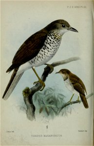 P Z,S.1880.P1.XX. 
J.Smi-t Kth. 
3 
HaTiLax^ unp 

TURDUS MARANONICUS.