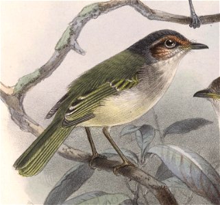 English:  « Leptotriccus superciliaris » = Phylloscartes superciliaris (Rufous-browed Tyrannulet)Français :  « Leptotriccus superciliaris » = Phylloscartes