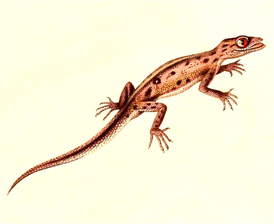 English:  « Phyllodactylus gymnopygus » = Phyllodactylus gerrhopygus (South American Leaf-toed Gecko)Français :  « Phyllodactylus gymnopygus » = Phyllodact