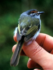 Rufous-browed Tyrannulet (Phylloscartes superciliaris)