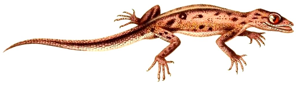 English: « Phyllodactylus gymnopygus » = Phyllodactylus gerrhopygus (South American Leaf-toed Gecko)Français : « Phyllodactylus gymnopygus » = Phyllodact photo