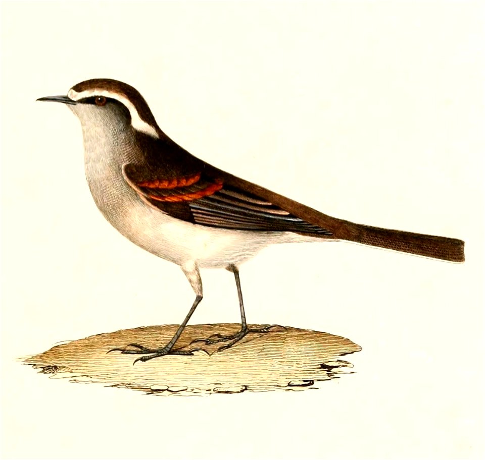 English:  « Fluvicola leucophrys » = Ochthoeca leucophrys (White-browed Chat-Tyrant)Français :  « Fluvicola leucophrys » = Ochthoeca leucophrys (Pitajo à s