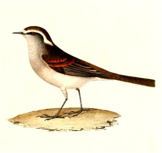 English:  « Fluvicola leucophrys » = Ochthoeca leucophrys (White-browed Chat-Tyrant)Français :  « Fluvicola leucophrys » = Ochthoeca leucophrys (Pitajo à s