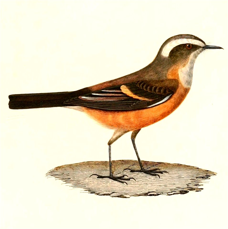 English:  « Fluvicola oenanthoides » = Ochthoeca oenanthoides (D'Orbigny's Chat-Tyrant)Français :  « Fluvicola oenanthoides » = Ochthoeca oenanthoides (Pit