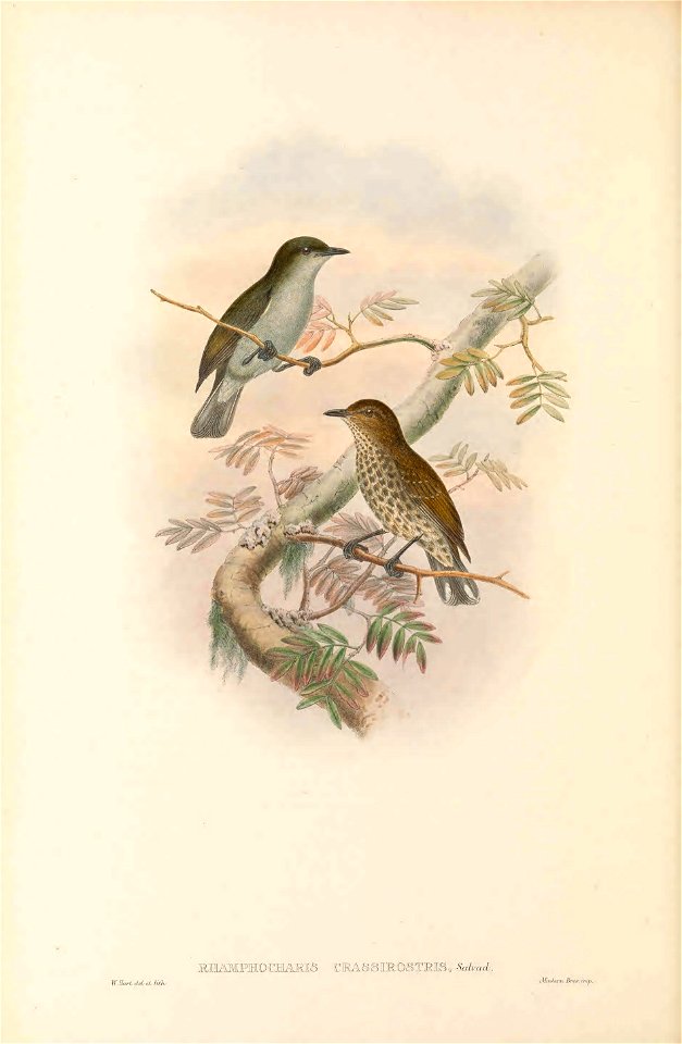 Rhamphocharis crassirostris in The birds of New Guinea and the adjacent Papuan islands, including many new species recently discovered in Australia. v.4. (Plate 9)