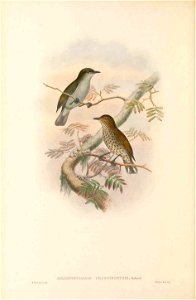 Rhamphocharis crassirostris in The birds of New Guinea and the adjacent Papuan islands, including many new species recently discovered in Australia. v.4. (Plate 9)