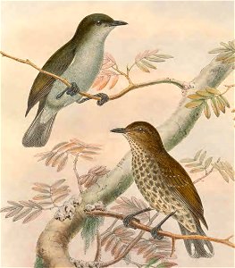 Rhamphocharis crassirostris in The birds of New Guinea and the adjacent Papuan islands, including many new species recently discovered in Australia. v.4. (Plate 9)
