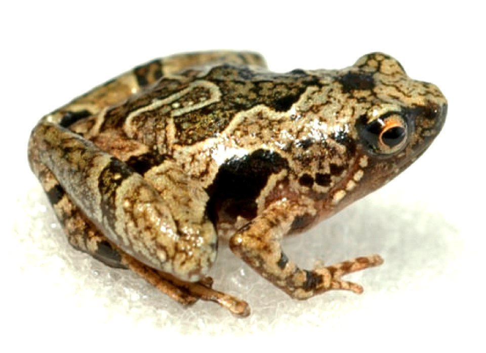 Microhyla petrigena
