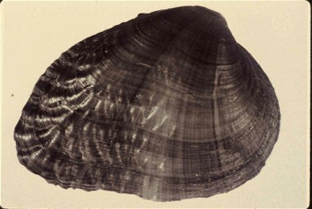 Image title: Birdwing pearly mussel lemiox rimosus conradilla caelata
Image from Public domain images website, http://www.public-domain-image.com/full-image/fauna-animals-public-domain-images-pictures