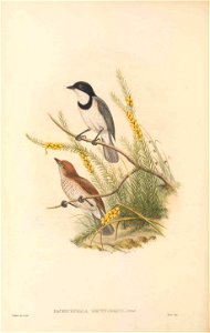 Pachycephala arctitorquis in The birds of New Guinea and the adjacent Papuan islands, including many new species recently discovered in Australia. v.3 (Plate 19).