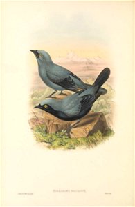 Edoliisoma montanum = Coracina montana - The birds of New Guinea and the adjacent Papuan islands : including many new species recently discovered in Australia. v.2 (Plate 7).