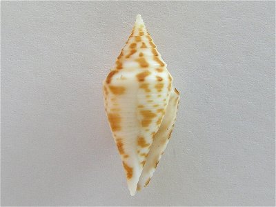 Conus praecellens A. Adams, 1855  (synonym: Conus sowerbyi var. subaequalis G. B. Sowerby II, 1870 ); Conidae; the Philippines