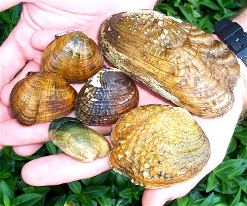 Endangered freshwater mussels in the Clinch and Powell River Watersheds in Virginia. Bottom diagonal row, left to right: Cumberlandian combshell (Epioblasma brevidens), Oyster mussel (Epioblasma capsa