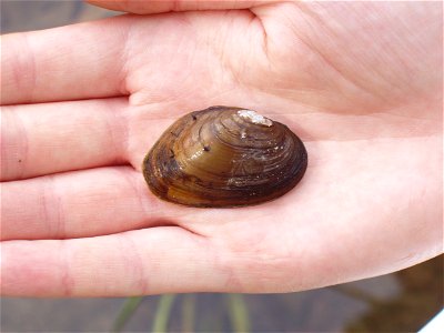 Closeup photo of James spinymussel (Pleurobema collina) found during a stream survey in August 22, 2006. Credit: USFWS photo