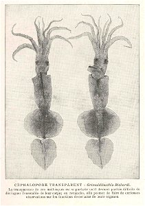 Grimalditeuthis bonplandi syn. G. richardi

 Cephalopode Transparent : Grimalditeuthis Richardi
  Le Transparence de ces mollusques est si parfaite qu'il devient parfois difficile de deisinguer l