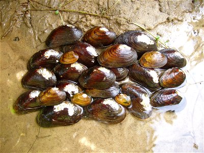 Mulitple James spinymussels (Pleurobema collina) were found during a stream survey in August 2006 in southwestern Virginia. Credit: USFWS