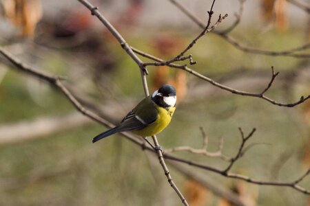 Garden nature plumage
