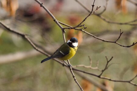 Garden nature plumage photo