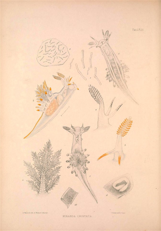 Alder J. & Hancock A. (1845-1855). A monograph of the British nudibranchiate Mollusca: with figures of all the species. The Ray Society, London. Published in 8 parts:Part 3 Fam. 1 Plate 25 [1847].